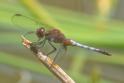 Erythrodiplax fusca (red-faced Dragonlet) male-4.jpg